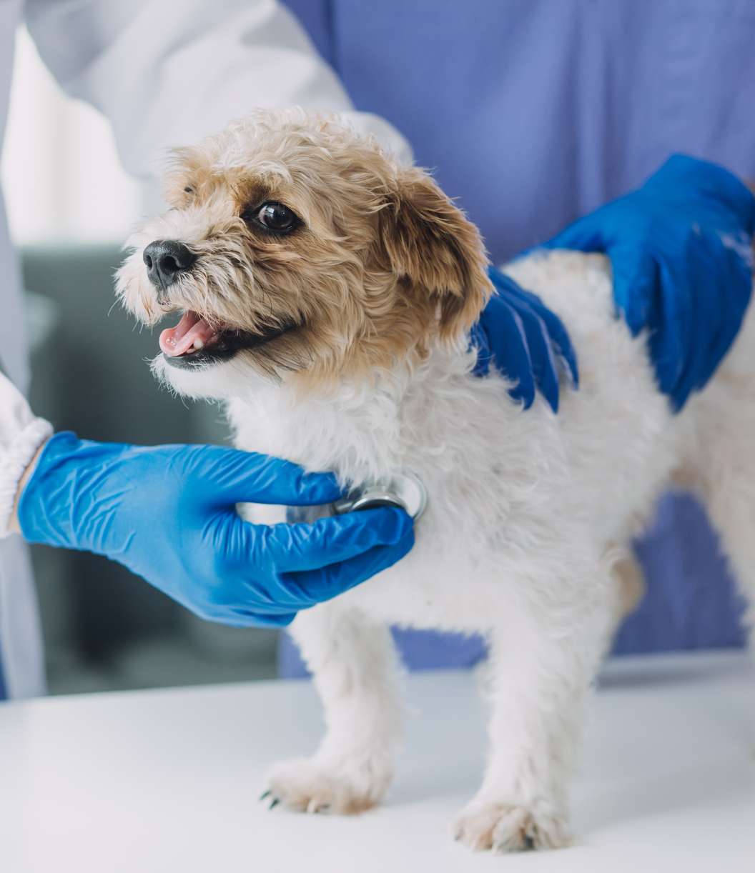 Escondido Veterinarian
