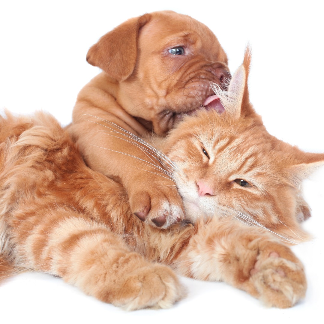 Bonsall Veterinarian