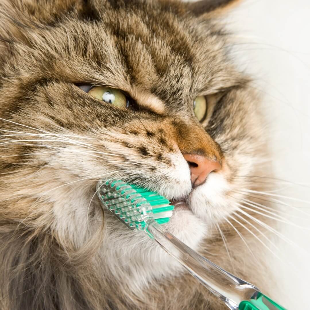 Long-haired tabby cat having its teeth brushed with a toothbrush at Neighborhood Veterinary Hospital in San Diego, CA