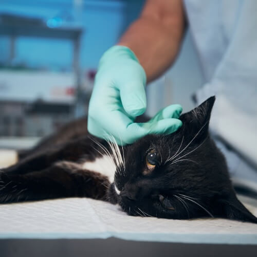 Black cat resting on an exam table while a gloved veterinarian examines it at Neighborhood Veterinary Hospital in San Diego, CA