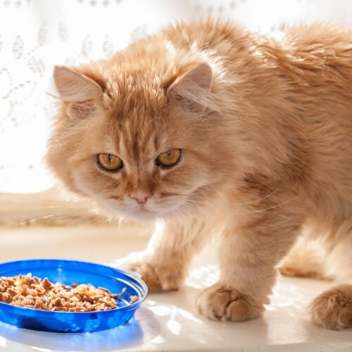 Long-haired orange cat standing beside a bowl of food at Neighborhood Veterinary Hospital in San Diego, CA