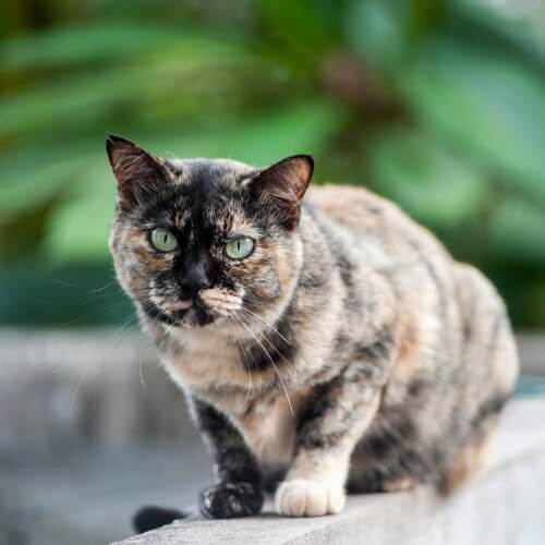 Tortoiseshell cat sitting outdoors on a stone ledge at Neighborhood Veterinary Hospital in San Diego, CA