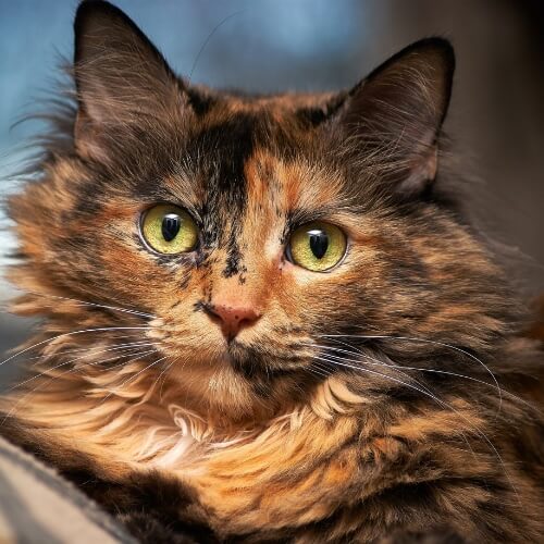 Long-haired tortoiseshell cat with green eyes at Neighborhood Veterinary Hospital in San Diego, CA