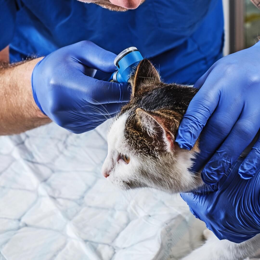 Veterinarian examining a cat's ear with an otoscope at Neighborhood Veterinary Hospital in San Diego, CA