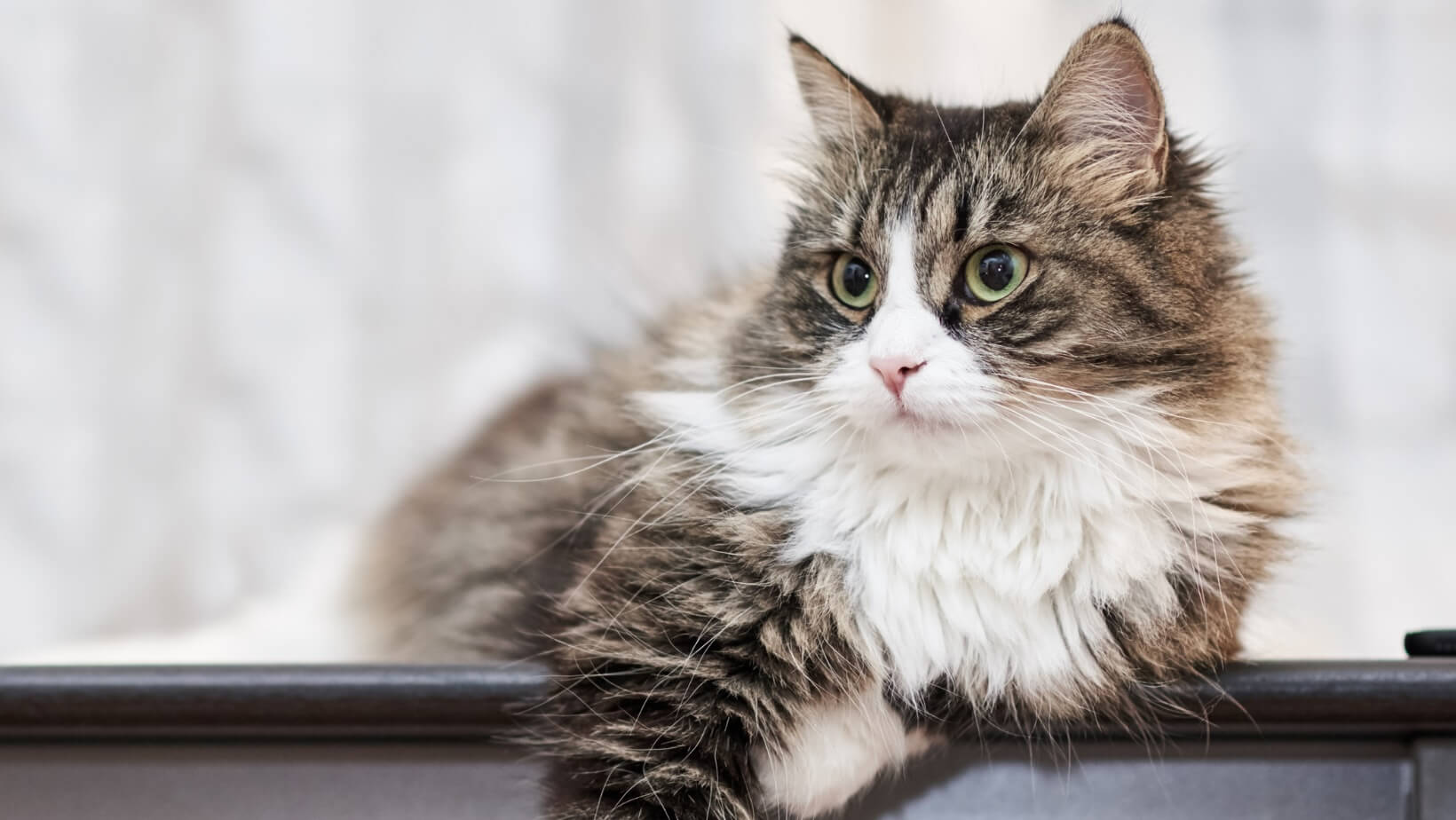 Fluffy brown and white long-haired cat resting at Neighborhood Veterinary Hospital in San Diego, CA