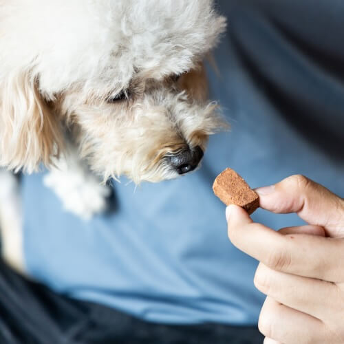Small white dog being offered a chewable preventive tablet by hand at Neighborhood Veterinary Hospital in San Diego, CA