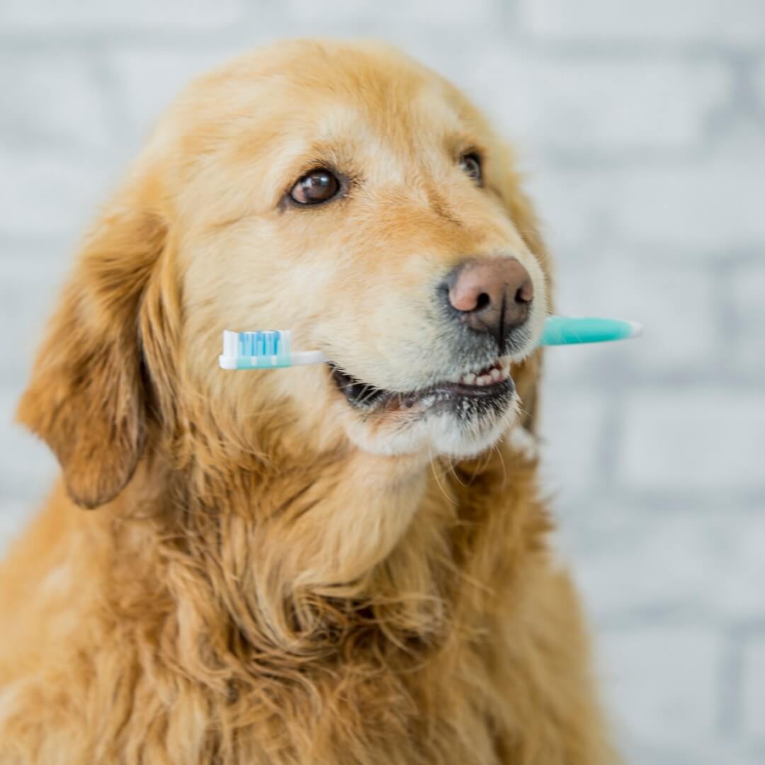 Golden Retriever holding a toothbrush in its mouth at Neighborhood Veterinary Hospital in San Diego, CA