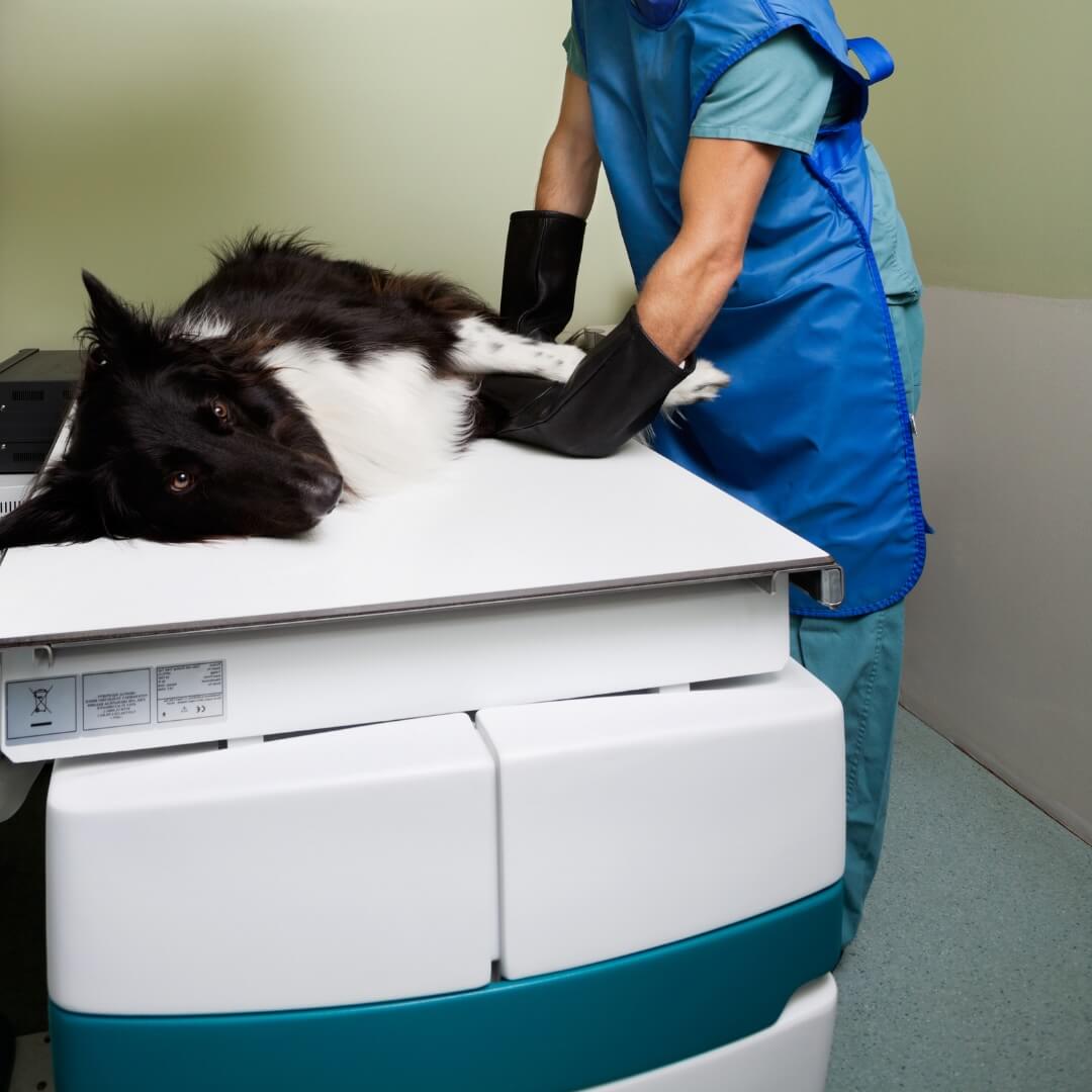 Border Collie lying on a radiology table while a veterinary technician positions it for an X-ray at Neighborhood Veterinary Hospital in San Diego, CA