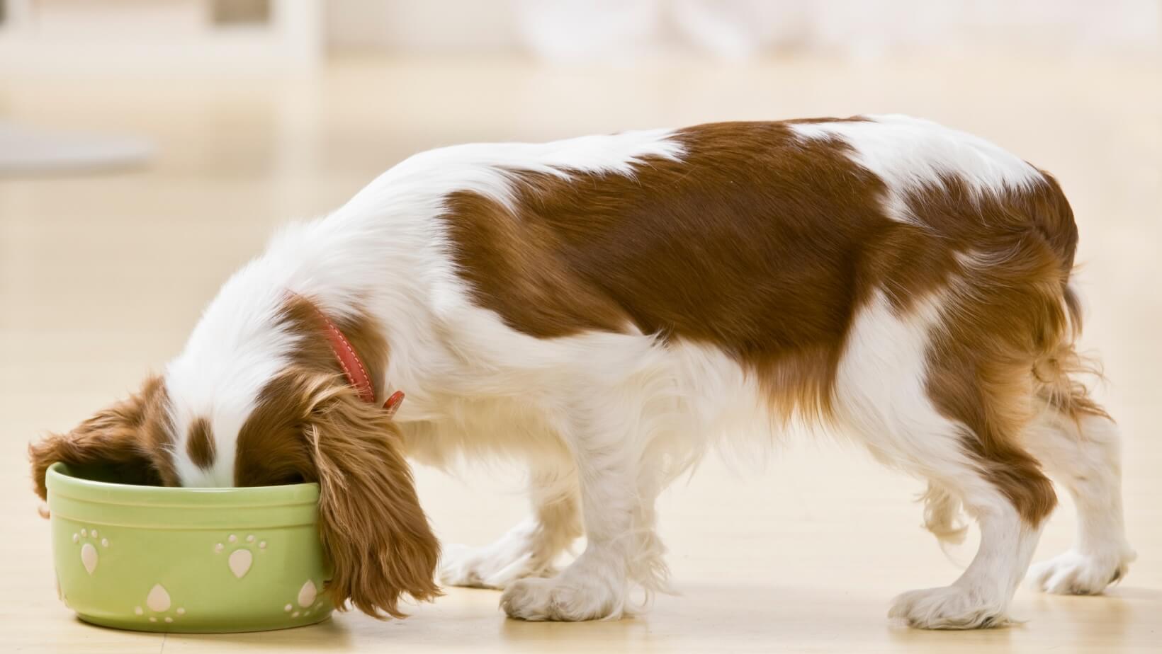 Cavalier King Charles Spaniel eating from a food bowl at Neighborhood Veterinary Hospital in San Diego, CA