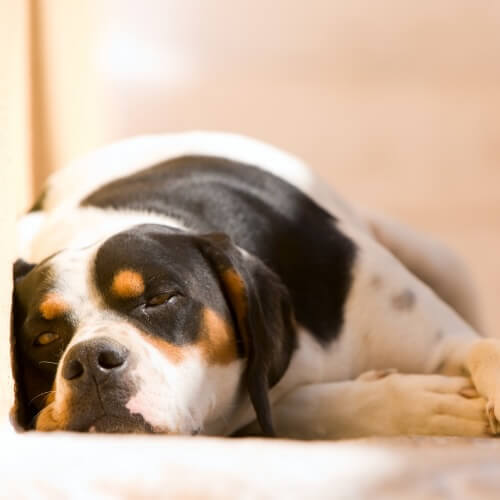 Senior black, white, and tan dog resting on the floor at Neighborhood Veterinary Hospital in San Diego, CA