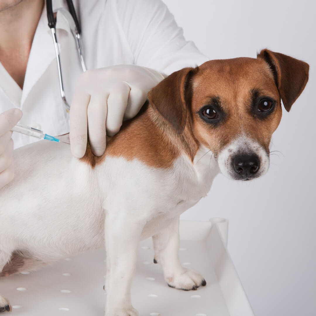 Veterinarian giving a Jack Russell Terrier a vaccination injection at Neighborhood Veterinary Hospital in San Diego, CA