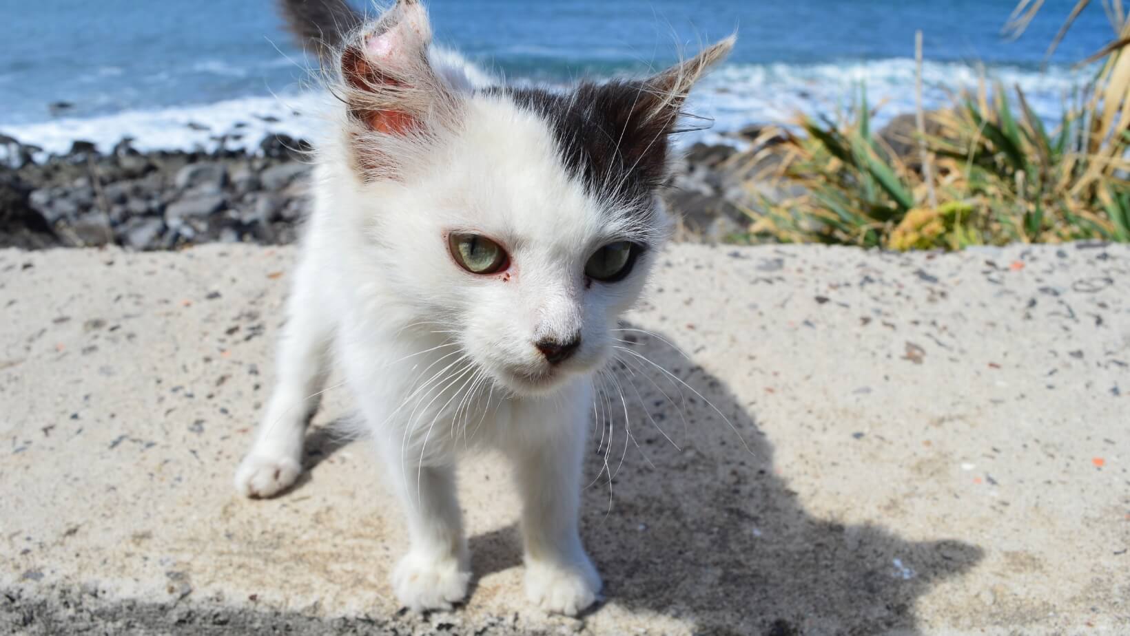 Black and white kitten standing on a wall by the ocean at Neighborhood Veterinary Hospital in San Diego, CA