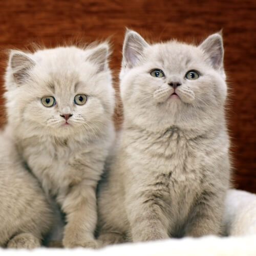 Two fluffy grey kittens sitting side by side at Neighborhood Veterinary Hospital in San Diego, CA