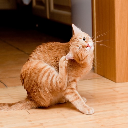 Orange tabby cat scratching its ear with its hind paw indoors in San Diego, CA