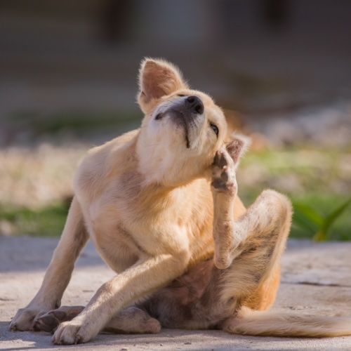 Tan dog sitting outdoors and scratching its ear with its hind leg in San Diego, CA