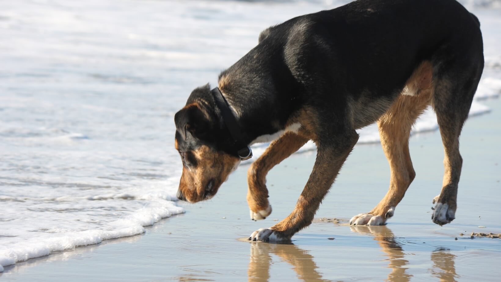 Black and tan dog sniffing the water's edge at the beach at Neighborhood Veterinary Hospital in San Diego, CA