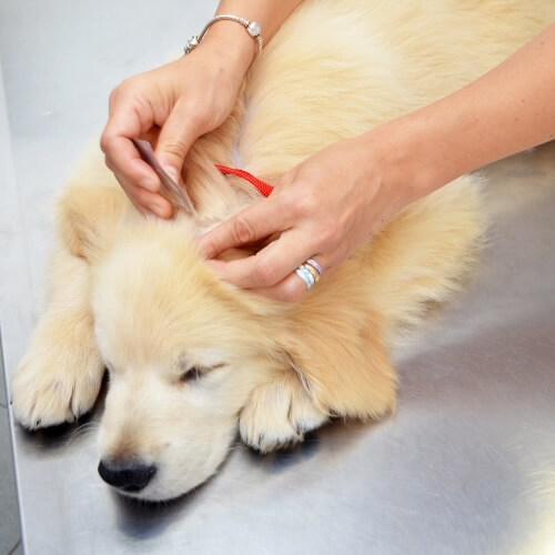 Golden Retriever puppy resting on an exam table while receiving preventive care at Neighborhood Veterinary Hospital in San Diego, CA