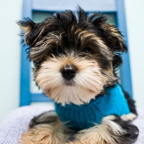 Yorkshire Terrier puppy wearing a blue sweater at Neighborhood Veterinary Hospital in San Diego, CA