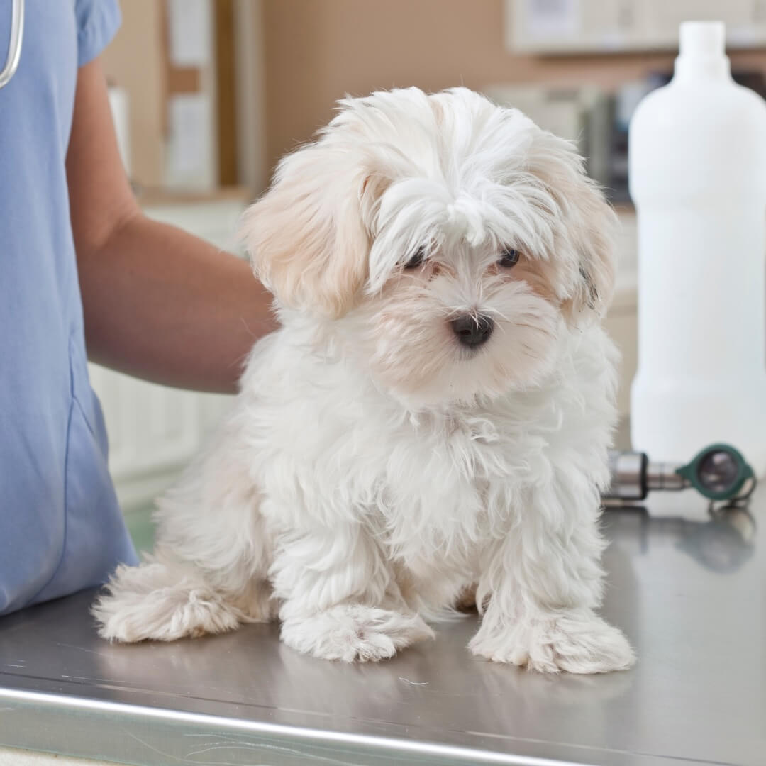 Fluffy white puppy sitting on an exam table at Neighborhood Veterinary Hospital in San Diego, CA