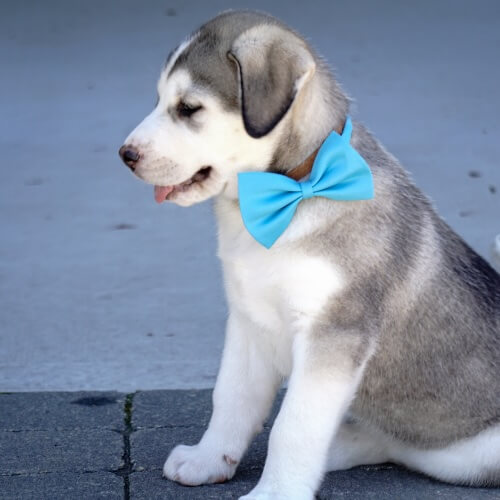 Grey and white Husky puppy wearing a blue bow tie at Neighborhood Veterinary Hospital in San Diego, CA