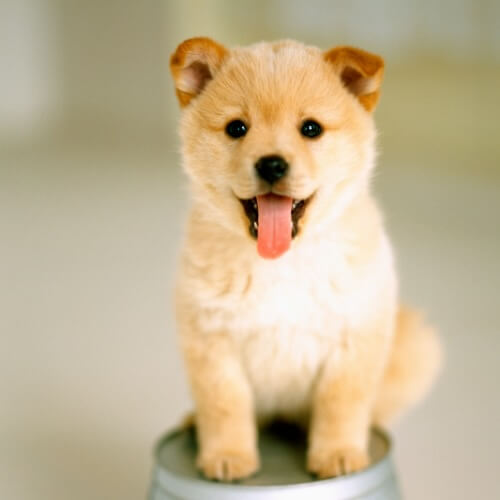 Fluffy tan puppy sitting with its tongue out at Neighborhood Veterinary Hospital in San Diego, CA