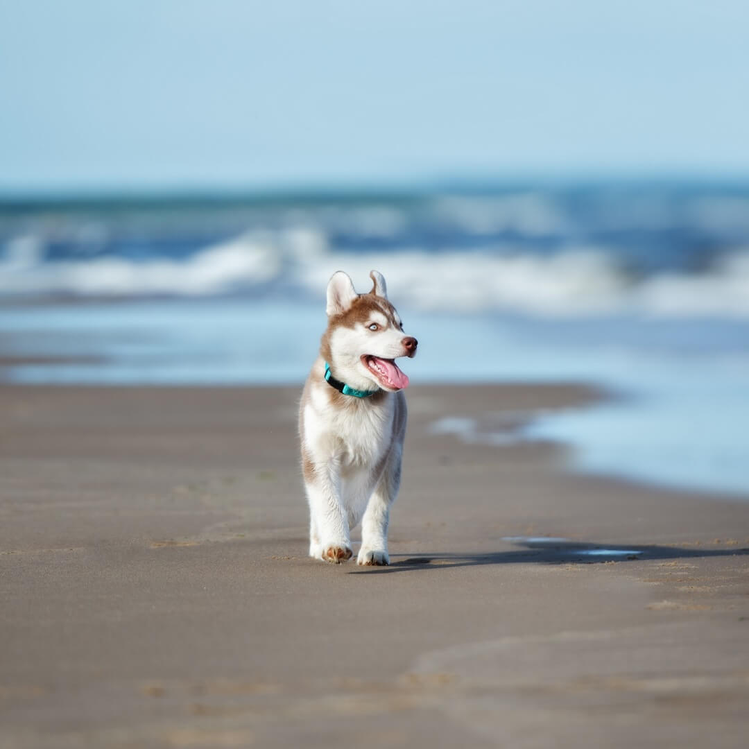 Red and white Husky puppy walking along the beach at Neighborhood Veterinary Hospital in San Diego, CA