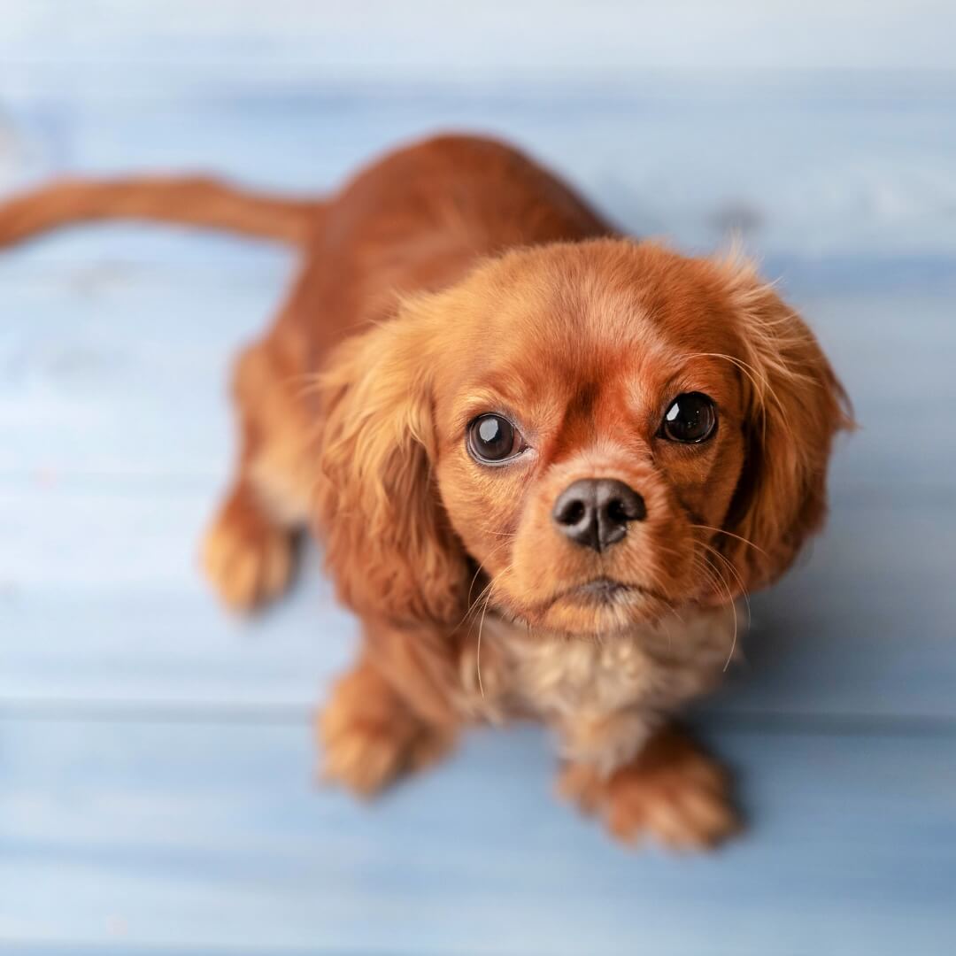 Cavalier King Charles Spaniel puppy looking up at the camera at Neighborhood Veterinary Hospital in San Diego, CA