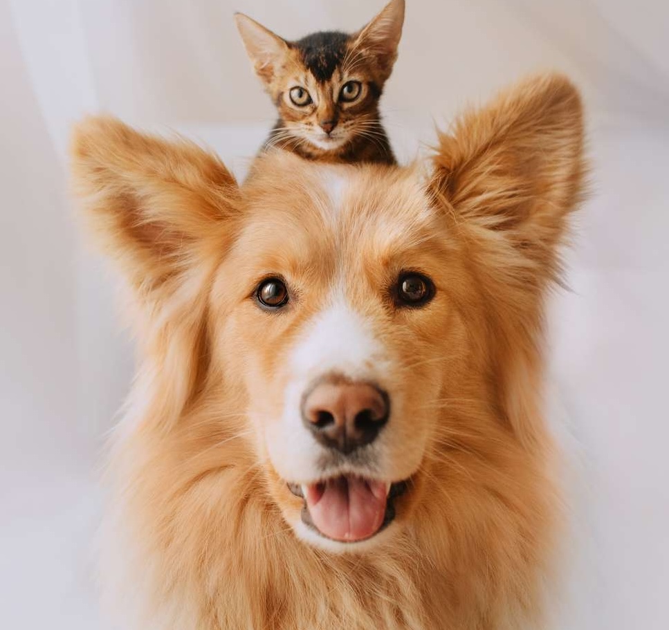 San Diego Veterinarian