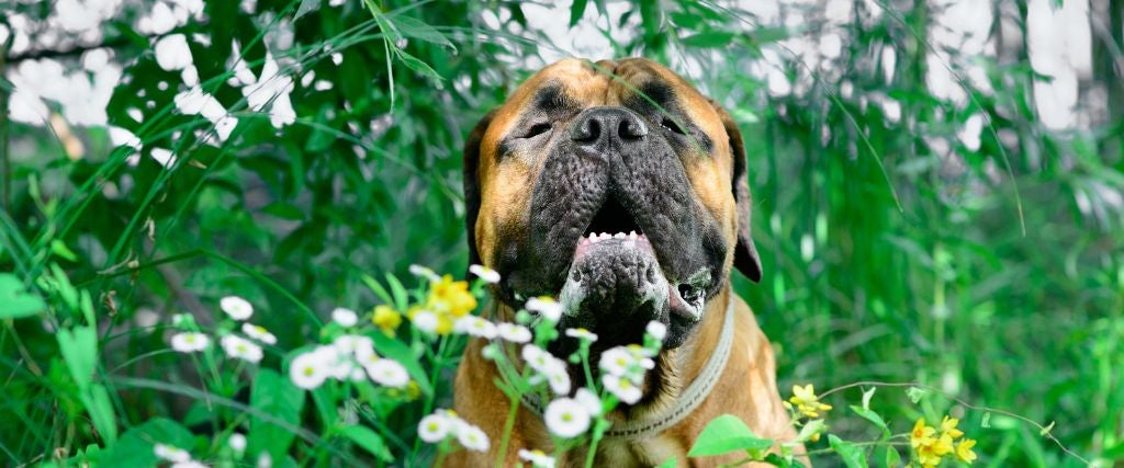 Our Pets Can Have Allergies, Too!