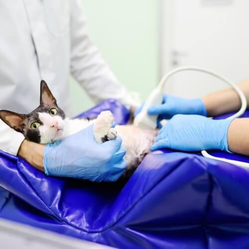 Diagnostics