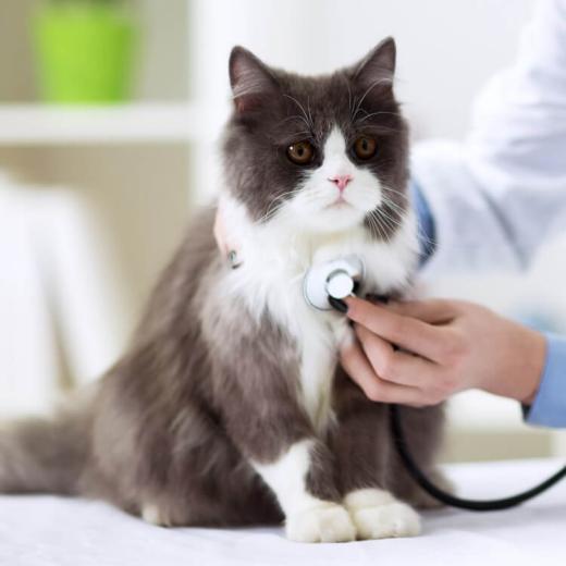 Wellness Care